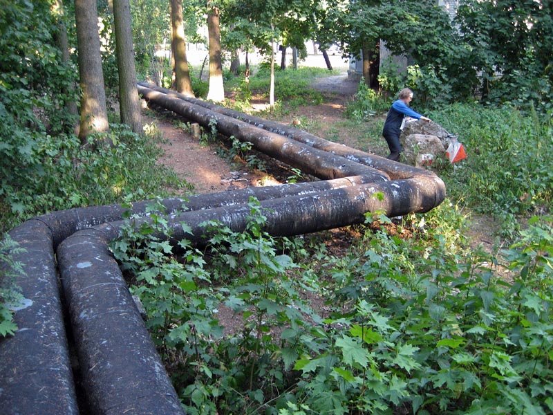 kp34_kivi.jpg