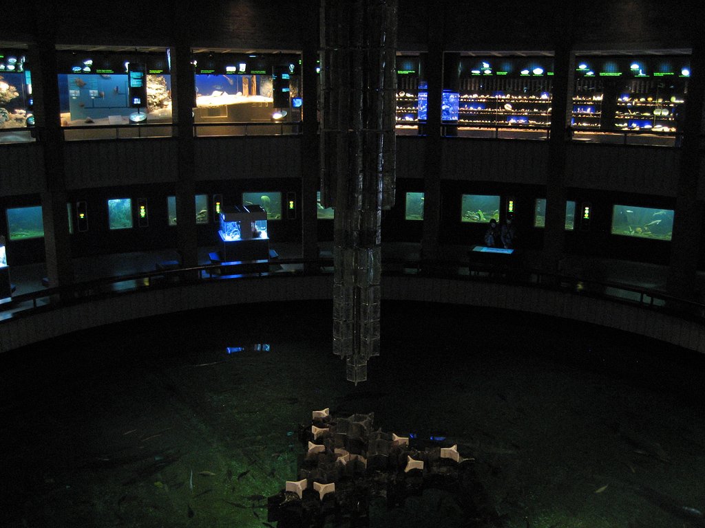 meremuuseumiakvaariumidjasuurkalabassein.jpg